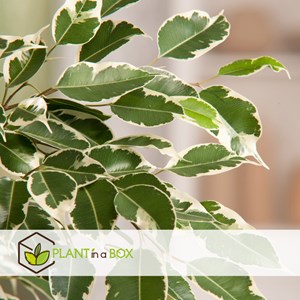 Ficus benjamina twilight xl