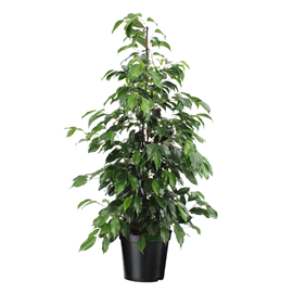Ficus benjamina danielle xl