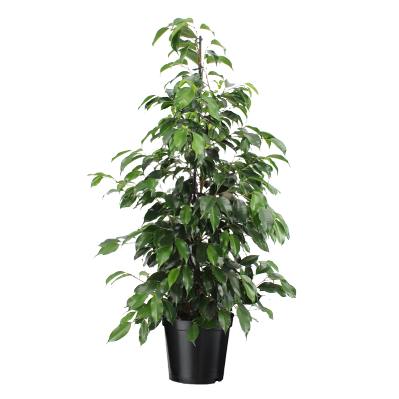 Ficus benjamina danielle xl