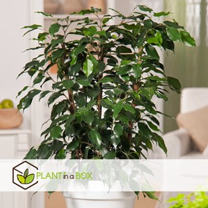 Ficus benjamina danielle xl