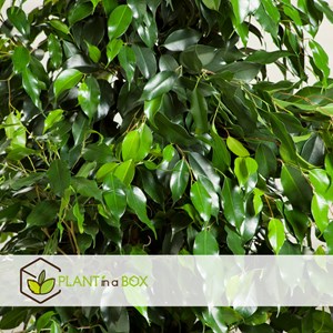 Ficus benjamina danielle xl