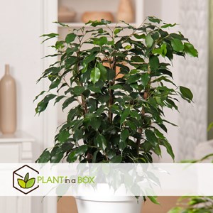 Ficus benjamina danielle xl