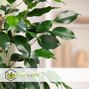 Ficus benjamina danielle xl