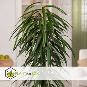 Ficus binnendiijkii alii xl