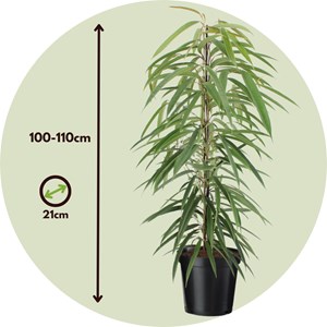 Ficus binnendiijkii alii xl