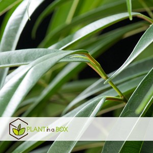 Ficus binnendiijkii alii xl