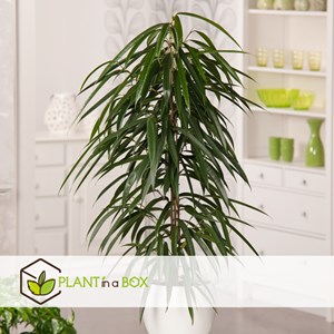 Ficus binnendiijkii alii xl