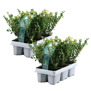 Ilex crenata houx japonais - 12