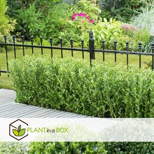 Ilex crenata houx japonais - 12