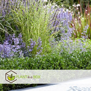 Ilex crenata houx japonais - 12