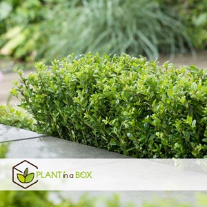 Ilex crenata houx japonais - 12