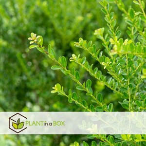 Ilex crenata houx japonais - 12