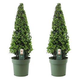Ilex crenata japanese holly - 2