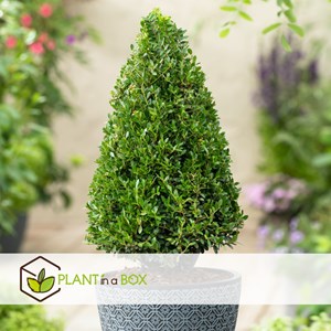 Ilex crenata japanese holly - 2