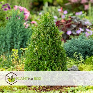 Ilex crenata japanese holly pyramidale