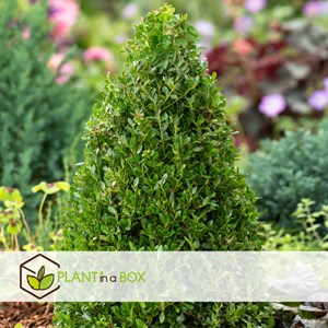 Ilex crenata japanese holly pyramidale