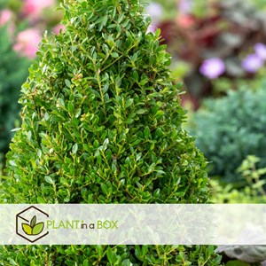 Ilex crenata japanese holly pyramidale