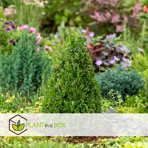 Ilex crenata japanese holly pyramidale