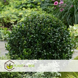 Ilex crenata japanese holly  - 2