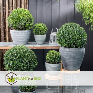 Ilex crenata japanese holly  - 2