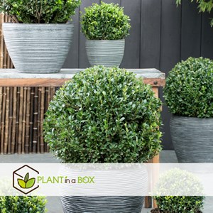 Ilex crenata japanese holly  - 2