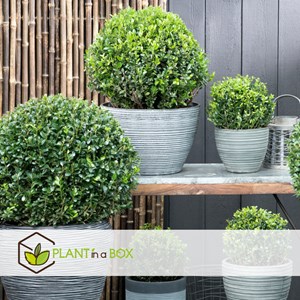 Ilex crenata japanese holly