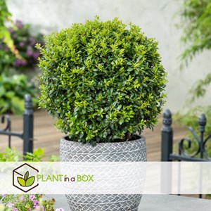 Ilex crenata japanese holly