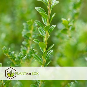 Ilex crenata japanese holly