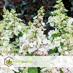 Hydrangea paniculata candlelight - 2