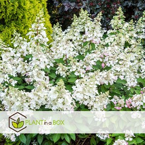 Hydrangea paniculata candlelight - 2