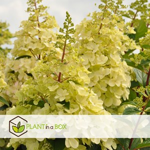 Hydrangea paniculata candlelight - 2