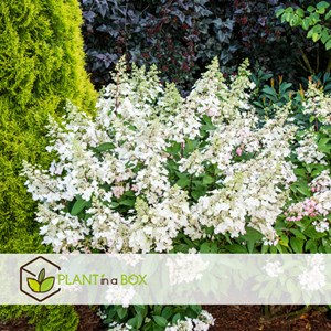 Hydrangea paniculata candlelight