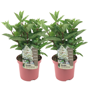 Hydrangea paniculata early harry - 2