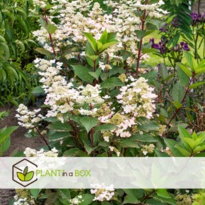 Hydrangea paniculata early harry - 2