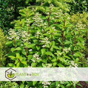 Hydrangea paniculata early harry - 2