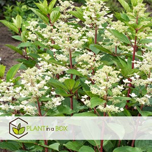 Hydrangea paniculata early harry - 2