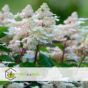 Hydrangea paniculata early harry