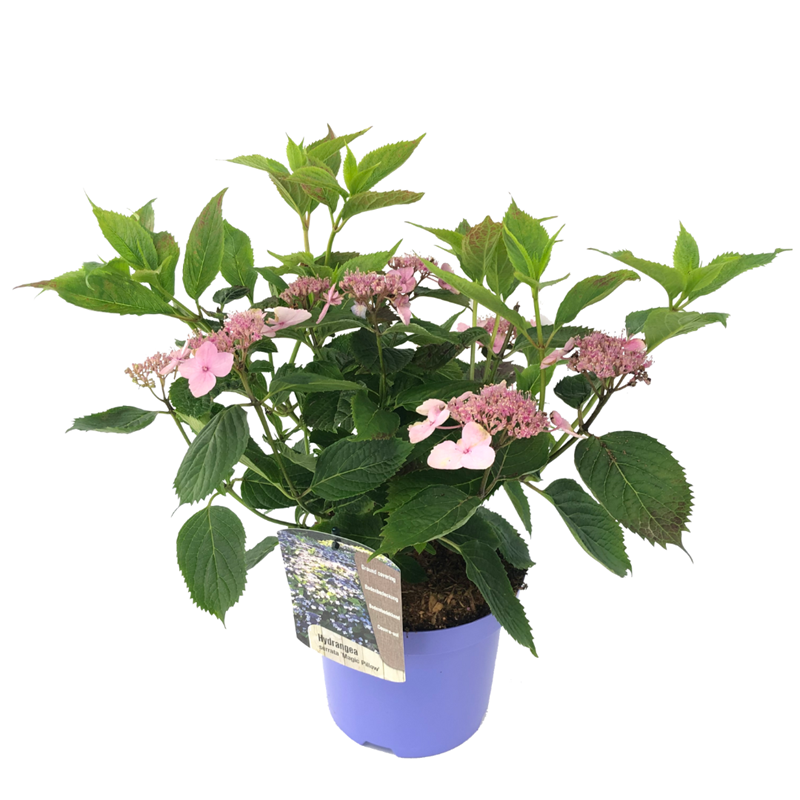 Hydrangea magic pillow
