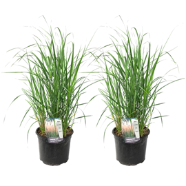 Panicum heavy metal herbe ornementale x2