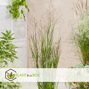 Panicum heavy metal herbe ornementale x2