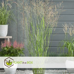 Panicum heavy metal herbe ornementale x2