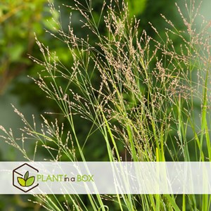 Panicum heavy metal herbe ornementale x2