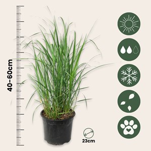 Panicum heavy metal herbe ornementale x2