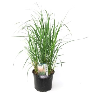 Panicum heavy metal herbe ornementale