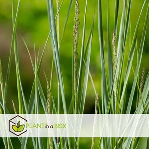 Panicum heavy metal herbe ornementale