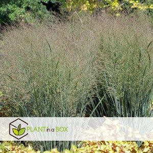 Panicum heavy metal herbe ornementale