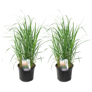 Calamagrostis karl foerster herbe - 2