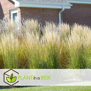 Calamagrostis karl foerster herbe - 2