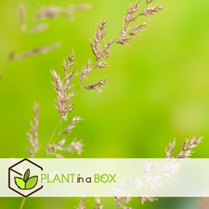 Calamagrostis karl foerster herbe