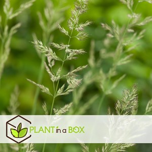 Calamagrostis karl foerster herbe